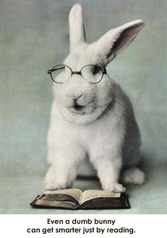 book bunny 01.jpg